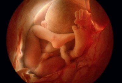 baby in the womb