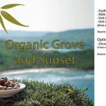 Organic Grove and Sunset event organized by the Gaia Foundation and Green Drinks Malta